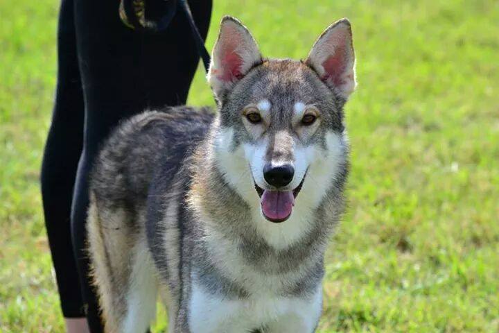 fwacc petsmart alliance adoption center
